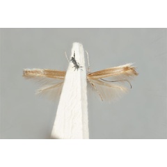 /filer/webapps/moths_gc/media/images/E/euryschema_Acrocercops_HT_ANIC31-036698_ventral.jpg