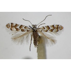 /filer/webapps/moths_gc/media/images/H/helianthemella_Triberta_A_ZSM.jpg