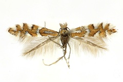 Phyllonorycter insignitella
