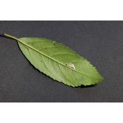 /filer/webapps/moths_gc/media/images/S/spermotrophus_Cuphodes_PT_cocoon1_Triberti-etal_2026_129.jpg