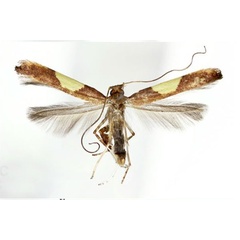 /filer/webapps/moths_gc/media/images/D/dentata_Caloptilia_A_Kim-etal_2022_7.jpg