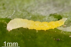 Phyllocnistis hemera