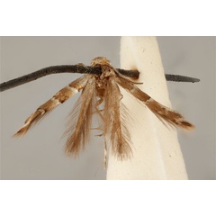 /filer/webapps/moths_gc/media/images/E/enchalcoa_Phyllonorycter_ST_ANIC31-075610_dorsal.jpg