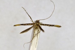 Conopomorpha cramerella