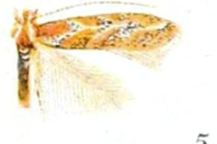 Phyllonorycter celtifoliella