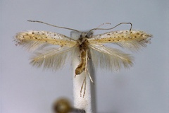 Aspilapteryx multipunctella