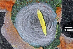 Phyllocnistis hyperpersea