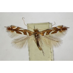 /filer/webapps/moths_gc/media/images/M/muelleriella_amyotella_Phyllonorycter_A_ZSM.jpg