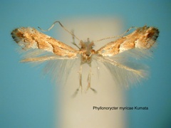 /filer/webapps/moths_gc/media/images/M/myricae_Phyllonorycter_HT_EIHU.jpg