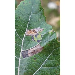 /filer/webapps/moths_gc/media/images/C/comparella_Phyllonorycter_mine1_Bengtsson_2025_30.jpg