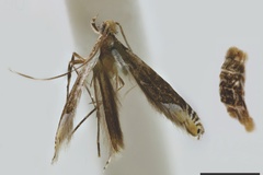 Acrocercops clytosema