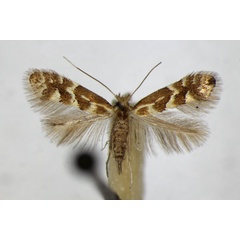 /filer/webapps/moths_gc/media/images/V/viminetorum_Phyllonorycter_ZSM_2.jpg