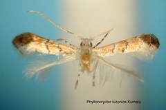 Phyllonorycter luzonica