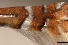 Phyllonorycter cavella