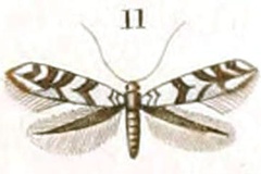Phyllonorycter acernella