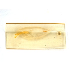 /filer/webapps/moths_gc/media/images/C/crotonella_Diphtheroptila_PT7_pupa_ANIC.jpg
