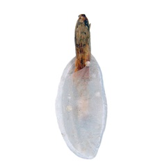 /filer/webapps/moths_gc/media/images/B/breyniphaga_Epicephala_HT_pupa_ANIC.jpg