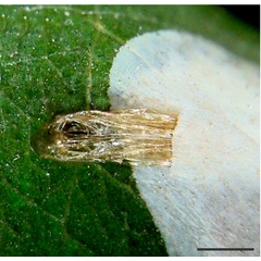 /filer/webapps/moths_gc/media/images/U/universitaria_Vallissiana_exuvium_Pereira-et-al_2019_154.jpg