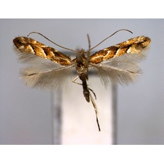 /filer/webapps/moths_gc/media/images/S/styracis_Phyllonorycter_A_EIHU.jpg