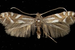 Phyllonorycter alpina