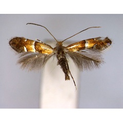 /filer/webapps/moths_gc/media/images/C/cinctata_Phyllonorycter_PT_EIHU.jpg