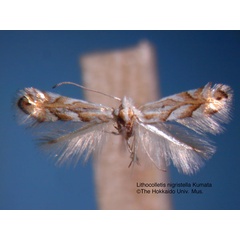 /filer/webapps/moths_gc/media/images/N/nigristella_Phyllonorycter_HT_EIHU.jpg