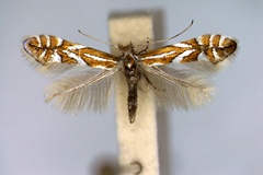 Phyllonorycter gerasimowi