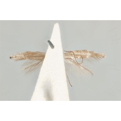 /filer/webapps/moths_gc/media/images/A/acares_Aristaea_ST_ANIC31-076456_ventral.jpg