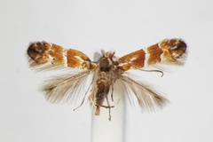 Phyllonorycter japonica