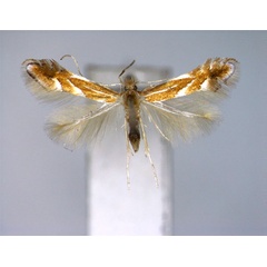 /filer/webapps/moths_gc/media/images/M/matsudai_Phyllonorycter_PT_EIHU.jpg