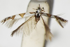 Acrocercops nolckeniella