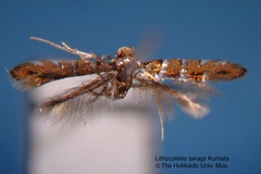 Phyllonorycter takagii