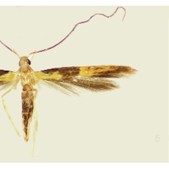 /filer/webapps/moths_gc/media/images/S/schinusivora_Eucosmophora_PT_Davis et al_2011_67.jpg