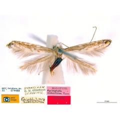 /filer/webapps/moths_gc/media/images/Z/zalosticha_Epicephala_PLT1_ANIC.jpg