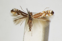 Phyllonorycter ulicicolella