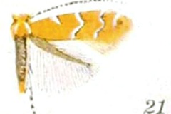 Cremastobombycia verbesinella