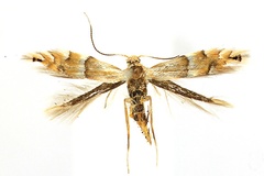 Phyllonorycter ulmifoliella