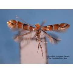 /filer/webapps/moths_gc/media/images/L/laciniatae_Phyllonorycter_HT_EIHU.jpg