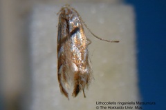 Phyllonorycter ringoniella