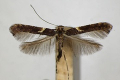 Caloptilia semifascia