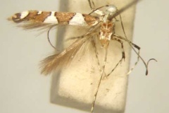 Dialectica trigonidota
