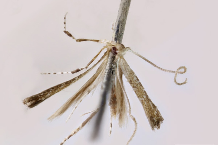/filer/webapps/moths_gc/media/images/A/asaphogramma_Acrocercops_HT_1404541_BMNH.jpg