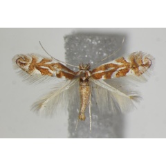 /filer/webapps/moths_gc/media/images/M/macedonica_Phyllonorycter_A_ZSM_2.jpg