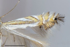 Phyllocnistis furcata