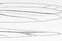 Hyloconis luki
