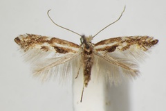 Phyllonorycter spartocytisi