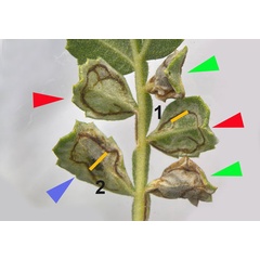 /filer/webapps/moths_gc/media/images/T/tecomae_Angelabella_mine2_Cerdena_etal_2026_1D.jpg