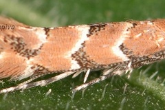 Phyllonorycter cephalariae