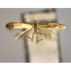 /filer/webapps/moths_gc/media/images/P/pseuditeina_Phyllonorycter_PT_EIHU.jpg