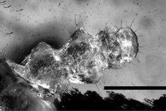 Phyllocnistis cretacea